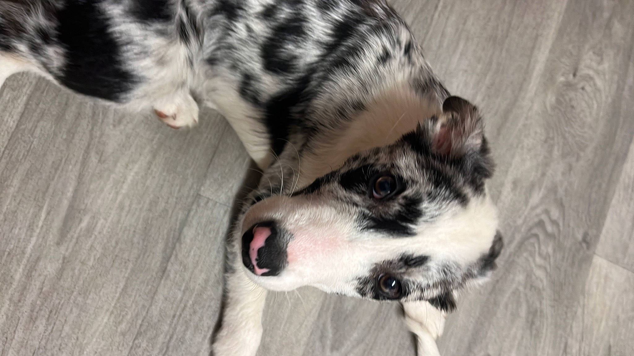 Spirit is registered to the contest to win money with this photo: australian_shepherd, canidae, carnivore, companion_dog, dog, dog_breed, fur, herding_dog, koolie, non_sporting_group, paw, puppy, snout, tail, terrestrial_animal, texas_heeler, whiskers, working_animal, working_dog