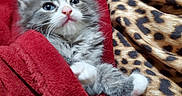 Monster N Oreo joined the competition — help win amazing prizes! animal, blanket, cat, comfortable, cozy, cute, feline, fur, gray_cat, indoor, kitten, leopard_print, pet, red_blanket, resting, small, snug, soft_texture, white_paws, young