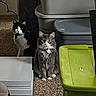 animals, black_and_white_cat, carpet, cat, container, couch, curious, domestic, feline, floor, furniture, gray_cat, household, indoor, pets, plastic_containers, room, sitting, stacked, storage_bins