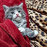 animal, blanket, cat, cozy, cute, domestic_cat, fur, gray_cat, indoor, kitten, leopard_print, pet, red_blanket, resting, sleepy, small_animal, snug, soft_texture, white_paws, young_cat