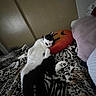 animal, bedroom, black_and_white, blanket, cat, comfort, cozy, cute, feline, home, indoor, lying_down, patterned_blanket, pet, pillow, pumpkin_pillow, relaxed, resting, sleeping, soft_lighting