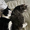 Monster N Oreo is registered to the contest to win money with this photo: animal, bed, black_and_white_cat, blanket, cat, cats, closeup, cozy, cute, domestic_animal, feline, fur, gray_cat, indoor, pet, pillow, relaxing, resting, sleeping, snuggling