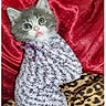 Monster N Oreo joined the competition — help win amazing prizes! animal, cat, cozy, cute, fabric, fur, fuzzy, indoor, kitten, leopard_print, pet, portrait, purple_knit, red_satin, resting, small, snug, soft_texture, wide_eyes, wrapped