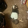 animal, box, carpet, cat, clothing, cute, denim_shorts, domestic, feline, floor, fluffy_tail, funny, gray_cat, household_objects, indoor, looking_up, pet, relaxed, tissue, white_fur