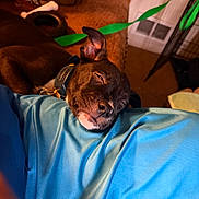 Stella Berzee joined the competition — help win amazing prizes! black_dog, blue_fabric, bone_toy, carpet, close_up, collar, couch, cozy, dog, ear_up, fabric, indoor, leash, living_room, pet, relaxed, resting, sleeping, toy, vent