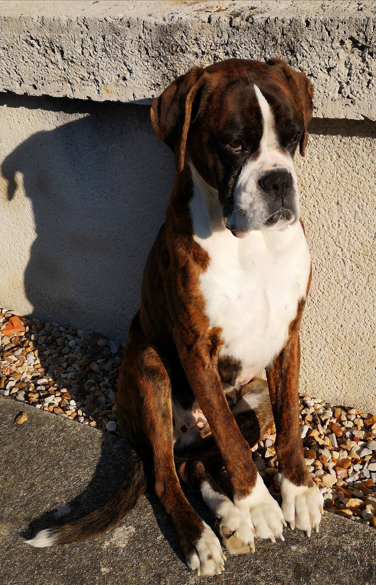 Jolly Jumper a rejoint le concours — aidez-le/la à gagner de superbes lots ! ancient_dog_breeds, asphalt, bored, boxer, canidae, carnivore, companion_dog, dog, dog_breed, dog_collar, fawn, liver, molosser, road_surface, snout, sporting_group, whiskers, window, working_animal, working_dog