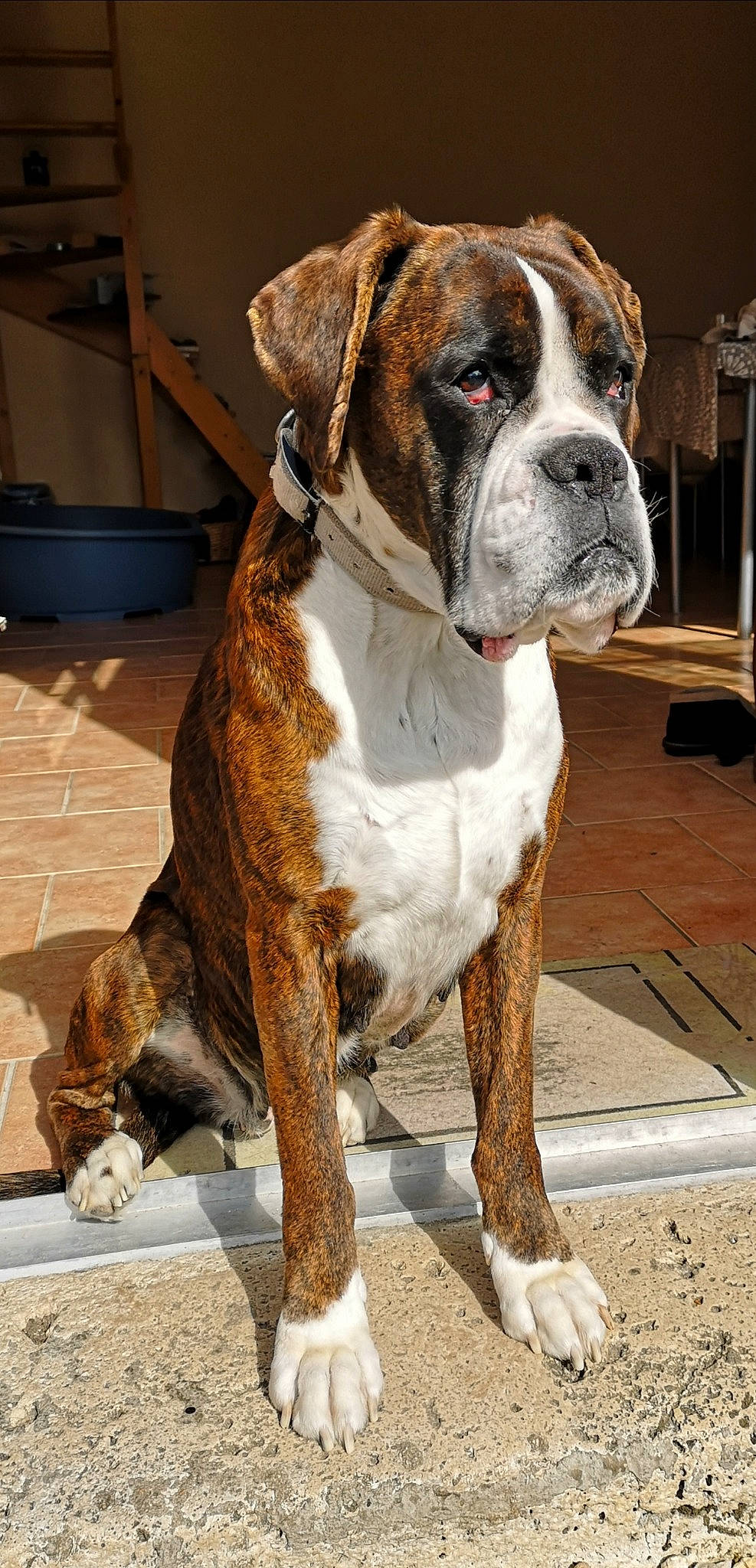 Jolly Jumper participe au concours pour gagner de l'argent avec cette photo : ancient_dog_breeds, boxer, canidae, carnivore, collar, companion_dog, dog, dog_breed, dog_collar, fawn, liver, molosser, non_sporting_group, snout, sporting_group, terrestrial_animal, whiskers, working_animal, working_dog