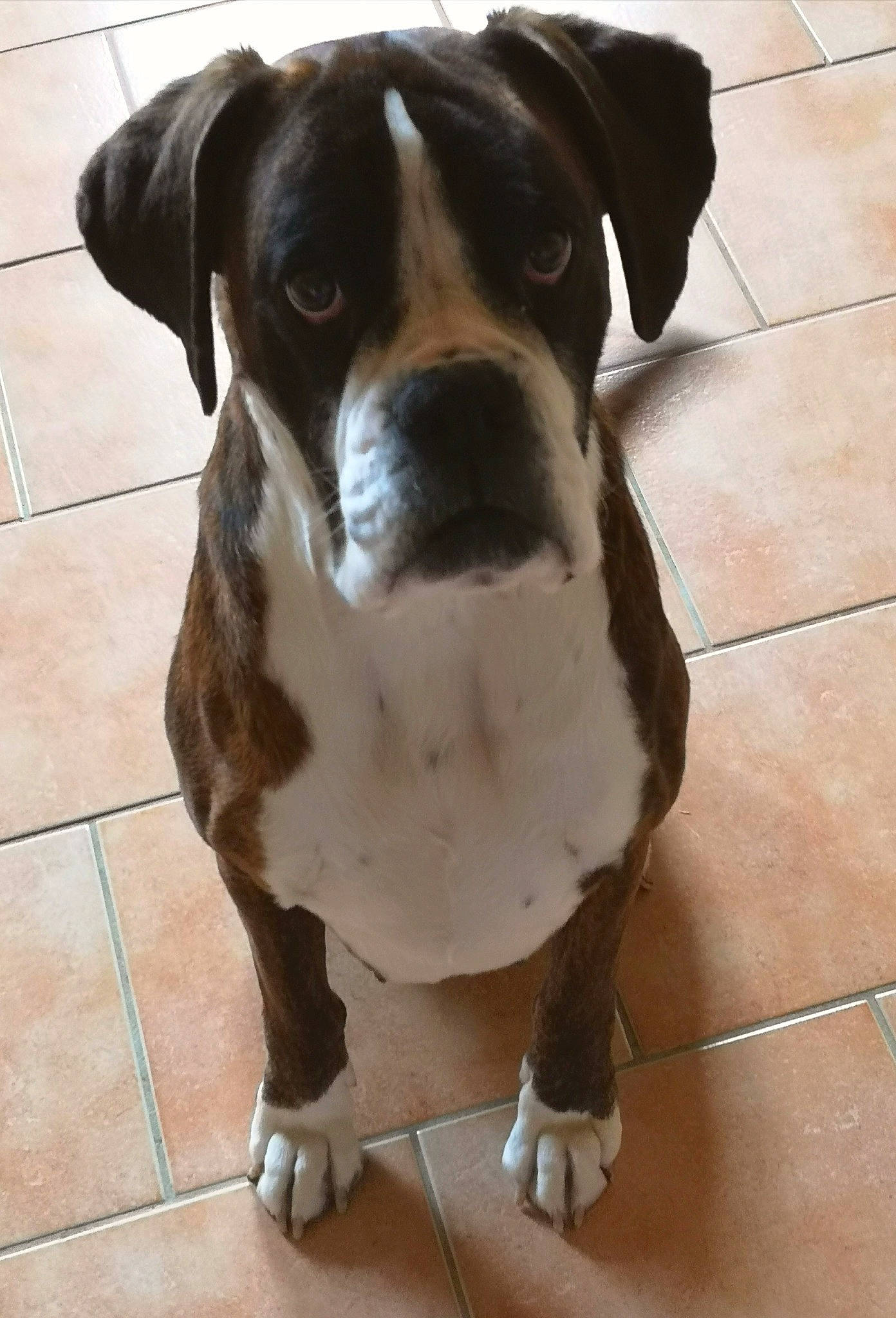 Jolly Jumper participe au concours pour gagner de l'argent avec cette photo : beige, canidae, carnivore, companion_dog, dog, dog_breed, fawn, floor, flooring, foot, liver, mammal, pet_supply, snout, sporting_group, tile, tile_flooring, vertebrate, working_animal, working_dog