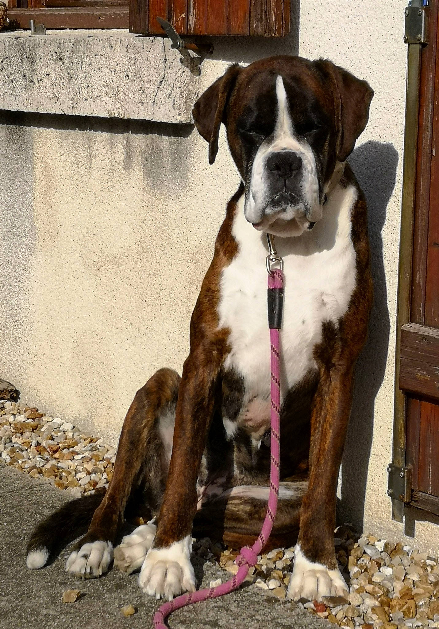 Jolly Jumper a rejoint le concours — aidez-le/la à gagner de superbes lots ! boxer, canidae, carnivore, collar, companion_dog, dog, dog_breed, dog_collar, door, fawn, fur, giant_dog_breed, leash, liver, molosser, plant, snout, sporting_group, tail, working_animal