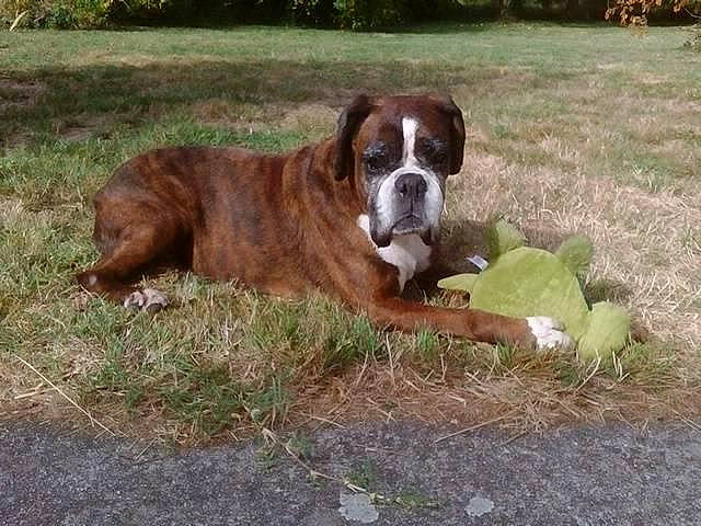 Chanelle Du Rêve De Nerval participe au concours pour gagner de l'argent avec cette photo : boxer, canidae, carnivore, companion_dog, dog, dog_breed, fawn, grass, grass_family, groundcover, liver, molosser, old_english_bulldog, snout, sporting_group, working_animal, working_dog, wrinkle