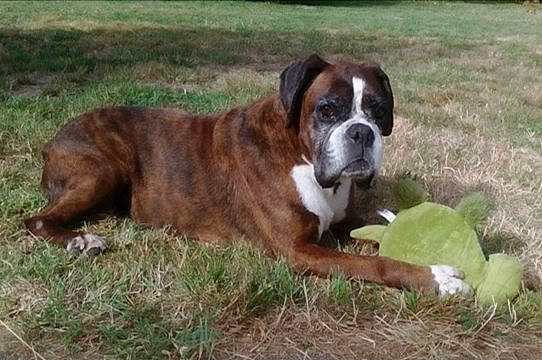 Chanelle Du Rêve De Nerval