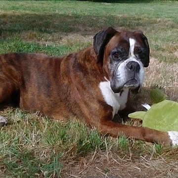 Chanelle Du Rêve De Nerval