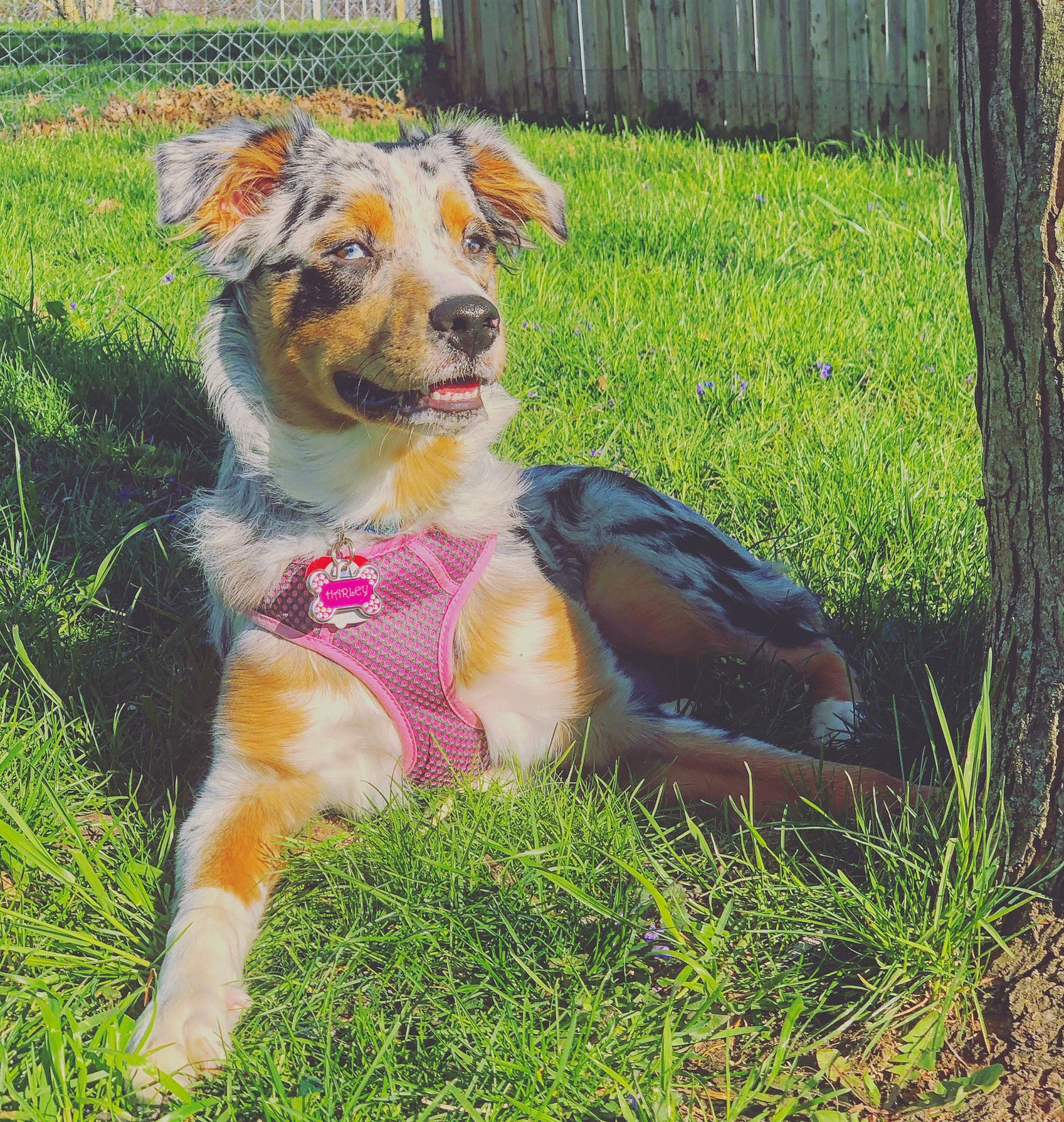 Harley joined the competition — help win amazing prizes! australian_shepherd, basque_shepherd_dog, border_collie, canidae, carnivore, companion_dog, dog, dog_breed, english_shepherd, grass, herding_dog, mammal, miniature_australian_shepherd, plant, puppy, rare_breed_dog, sporting_group, vertebrate, welsh_sheepdog, working_dog