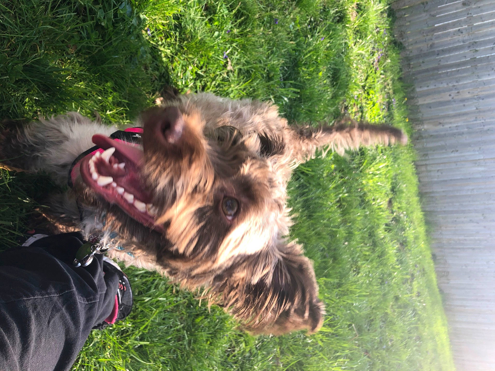 Wrigley is registered to the contest to win money with this photo: australian_silky_terrier, berger_picard, bosnian_coarse_haired_hound, briard, cairn_terrier, canidae, carnivore, dog, dog_breed, glen_of_imaal_terrier, norwich_terrier, snout, sporting_group, terrier, welsh_terrier, wirehaired_pointing_griffon