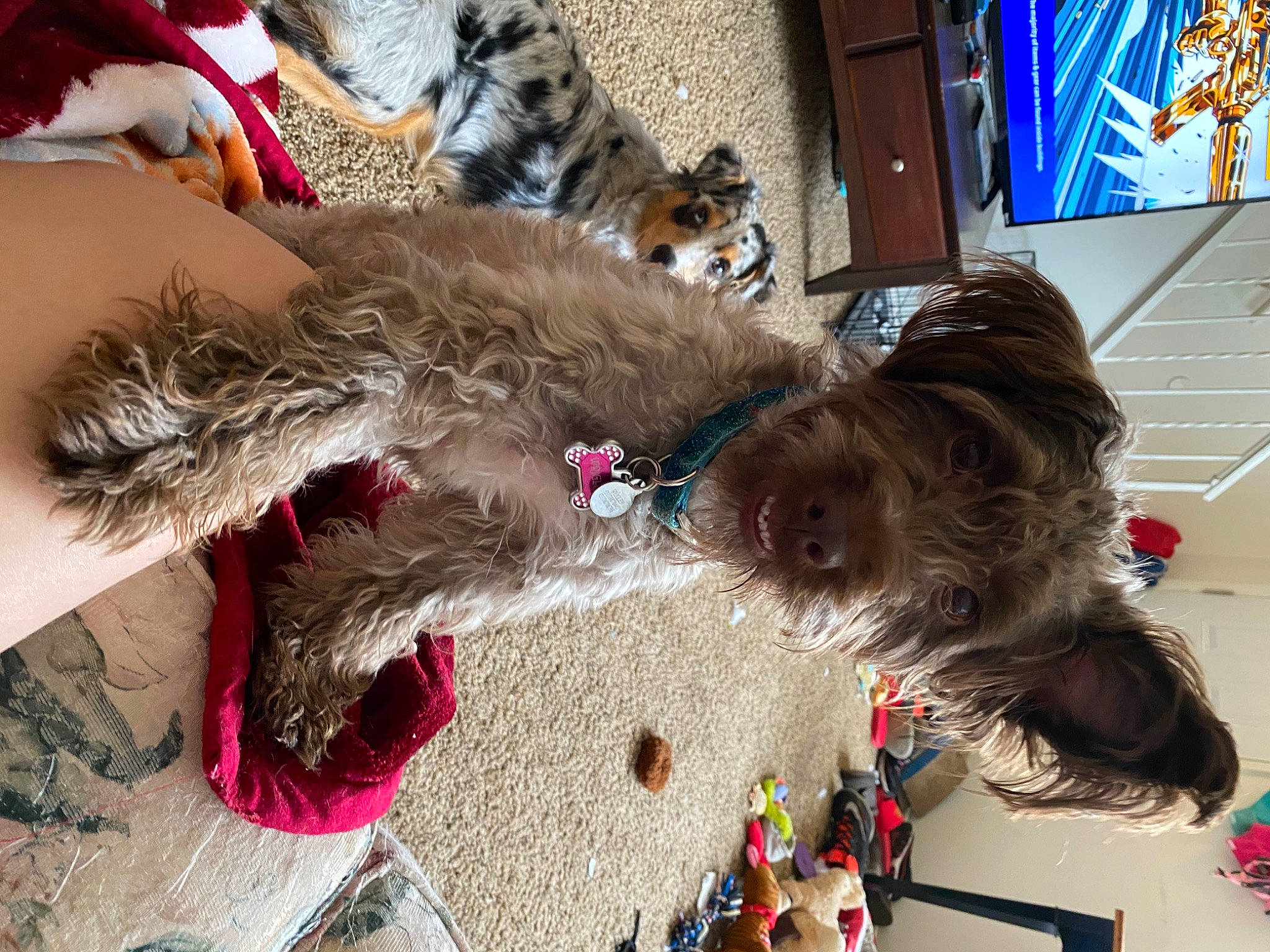 Wrigley joined the competition — help win amazing prizes! cairn_terrier, canidae, carnivore, cat, dog, dog_breed, felidae, fur, maine_coon, pixie_bob, small_to_medium_sized_cats, sporting_group, tail