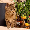 Ds participe au concours pour gagner de l'argent avec cette photo : kitten, cat, tabby, plant, potted_plant, citrus_tree, orange_fruit, indoor_garden, figurine, owl_figurine, stone_wall, pot, curious, animal, pet, feline, green_leaves, nature, small_animal, domestic