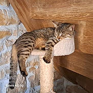 Ds a rejoint le concours — aidez-le/la à gagner de superbes lots ! cat, tabby, sleeping, cat_tree, paw, stone_wall, wooden_beam, indoor, resting, pet, feline, cozy, fur, relaxed, animal, perch, domestic, cute, lazy, home