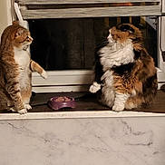 Juliette a rejoint le concours — aidez-le/la à gagner de superbes lots ! cat, cats, window, windowsill, food_bowl, indoor, pets, feline, fur, tabby_cat, long_hair_cat, animal, domestic_animal, two_animals, looking, raising_paw, curtains, whiskers, marble_surface, cozy