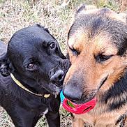 Oscar a rejoint le concours — aidez-le/la à gagner de superbes lots ! dog, black_dog, german_shepherd, toy, grass, outdoor, playful, pet, animal, friendship, canine, closeup, brown_dog, collar, muzzle, ears, fur, nature, companions, cute