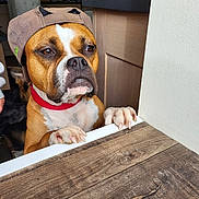 Diva a rejoint le concours — aidez-le/la à gagner de superbes lots ! dog, brown_dog, cap, red_collar, paws, table, wooden_table, indoor, pet, animal, face, ears, fur, waiting, looking, closeup, expression, house, room, furniture