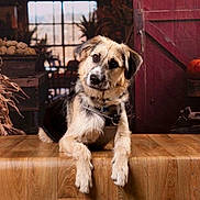 Ayron participe au concours pour gagner de l'argent avec cette photo : dog, wooden_table, autumn, pumpkins, dried_flowers, rustic, indoors, pet, animal, curious, head_tilt, brown, black, tan, fur, collar, leash, decor, window, vintage_phone