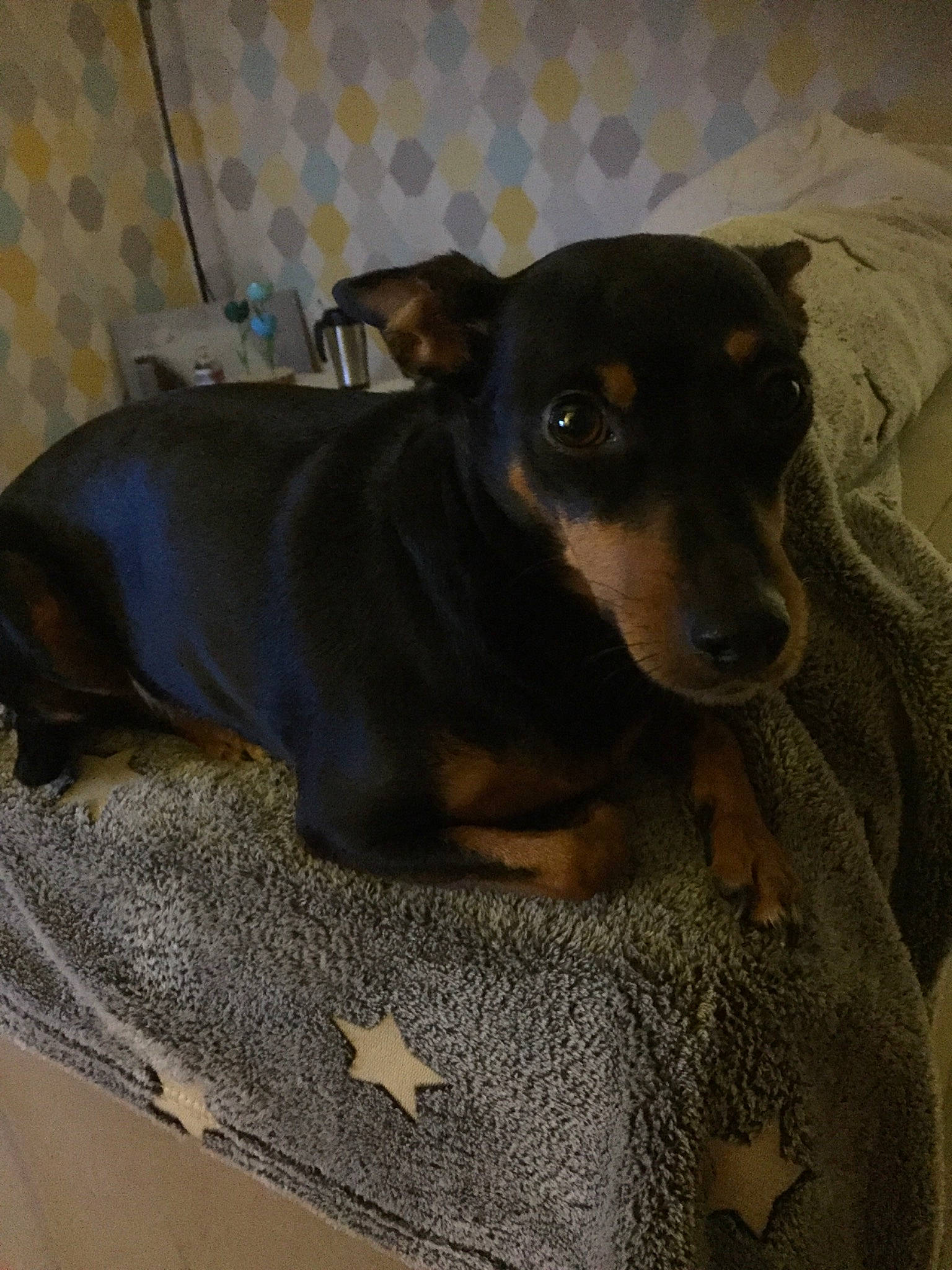 Lena participe au concours pour gagner de l'argent avec cette photo : black_and_tan_terrier, canidae, carnivore, dobermann, dog, dog_breed, english_toy_terrier, german_pinscher, guard_dog, mammal, manchester_terrier, miniature_pinscher, pinscher, prazsky_krysarik, snout, toy_dog, toy_manchester_terrier, vertebrate