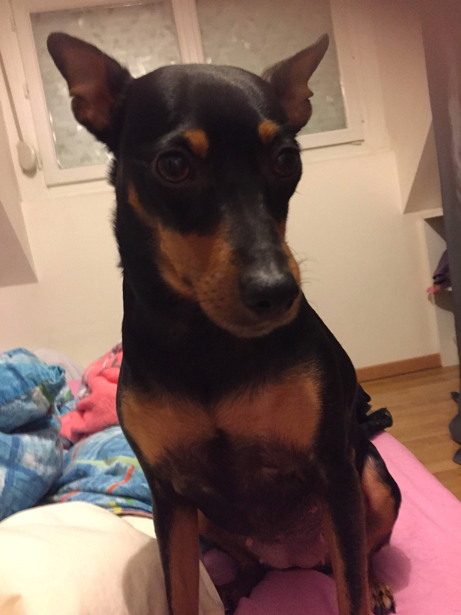 Lena a rejoint le concours — aidez-le/la à gagner de superbes lots ! black_and_tan_terrier, canidae, carnivore, dog, dog_breed, ear, english_toy_terrier, german_pinscher, guard_dog, mammal, manchester_terrier, miniature_pinscher, non_sporting_group, pinscher, prazsky_krysarik, rare_breed_dog, snout, toy_dog, toy_manchester_terrier, vertebrate