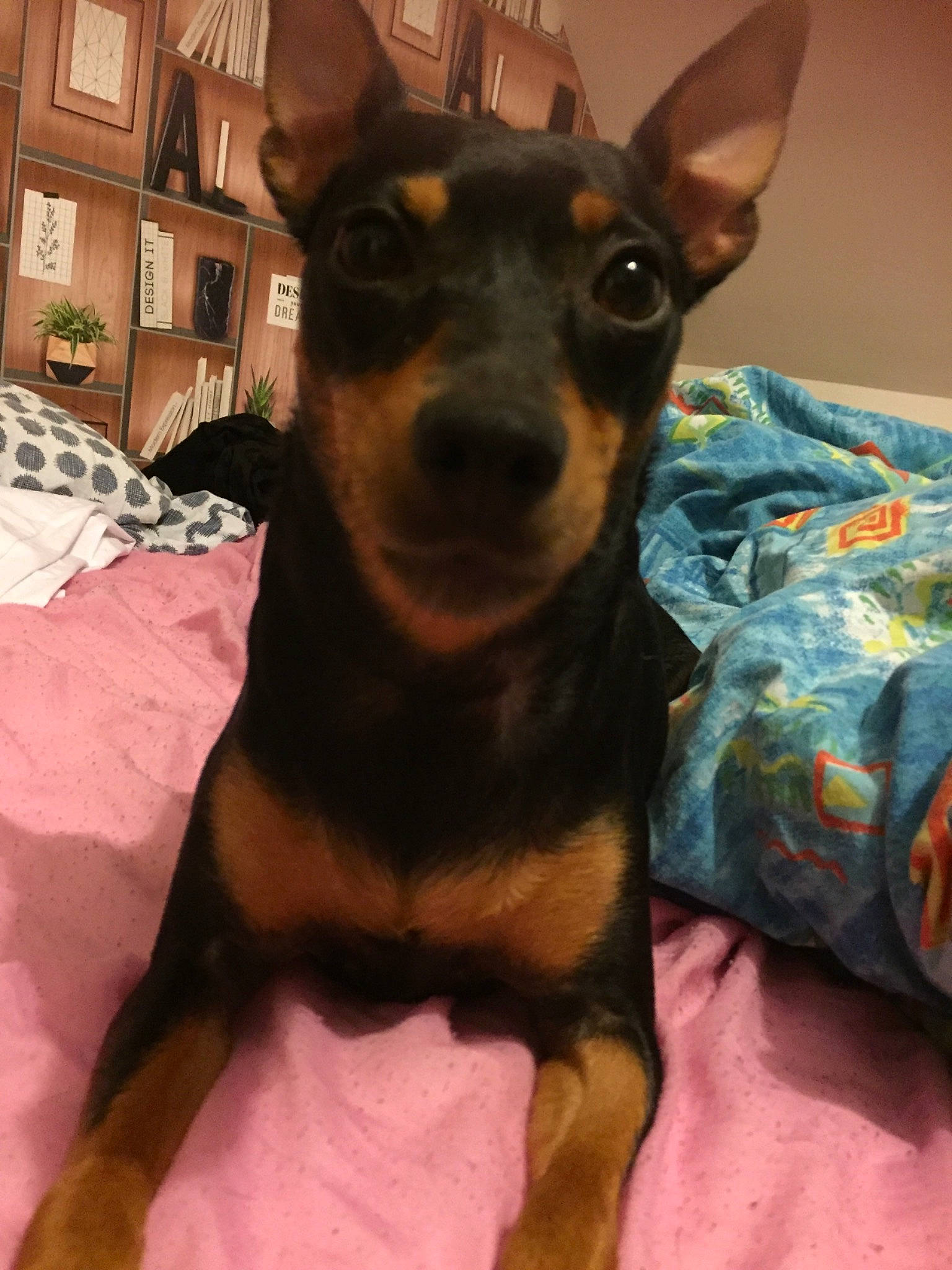 Lena participe au concours pour gagner de l'argent avec cette photo : black_and_tan_terrier, canidae, carnivore, dog, dog_breed, english_toy_terrier, german_pinscher, guard_dog, mammal, manchester_terrier, miniature_fox_terrier, miniature_pinscher, non_sporting_group, pinscher, prazsky_krysarik, russkiy_toy, snout, toy_dog, toy_manchester_terrier, vertebrate