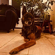 Orion participe au concours pour gagner de l'argent avec cette photo : dog, indoor, tile_floor, plant, armchair, pet, canine, fur, relaxed, paw, ears, living_room, home, furniture, leafy_plant, brown, black, resting, floor, domestic