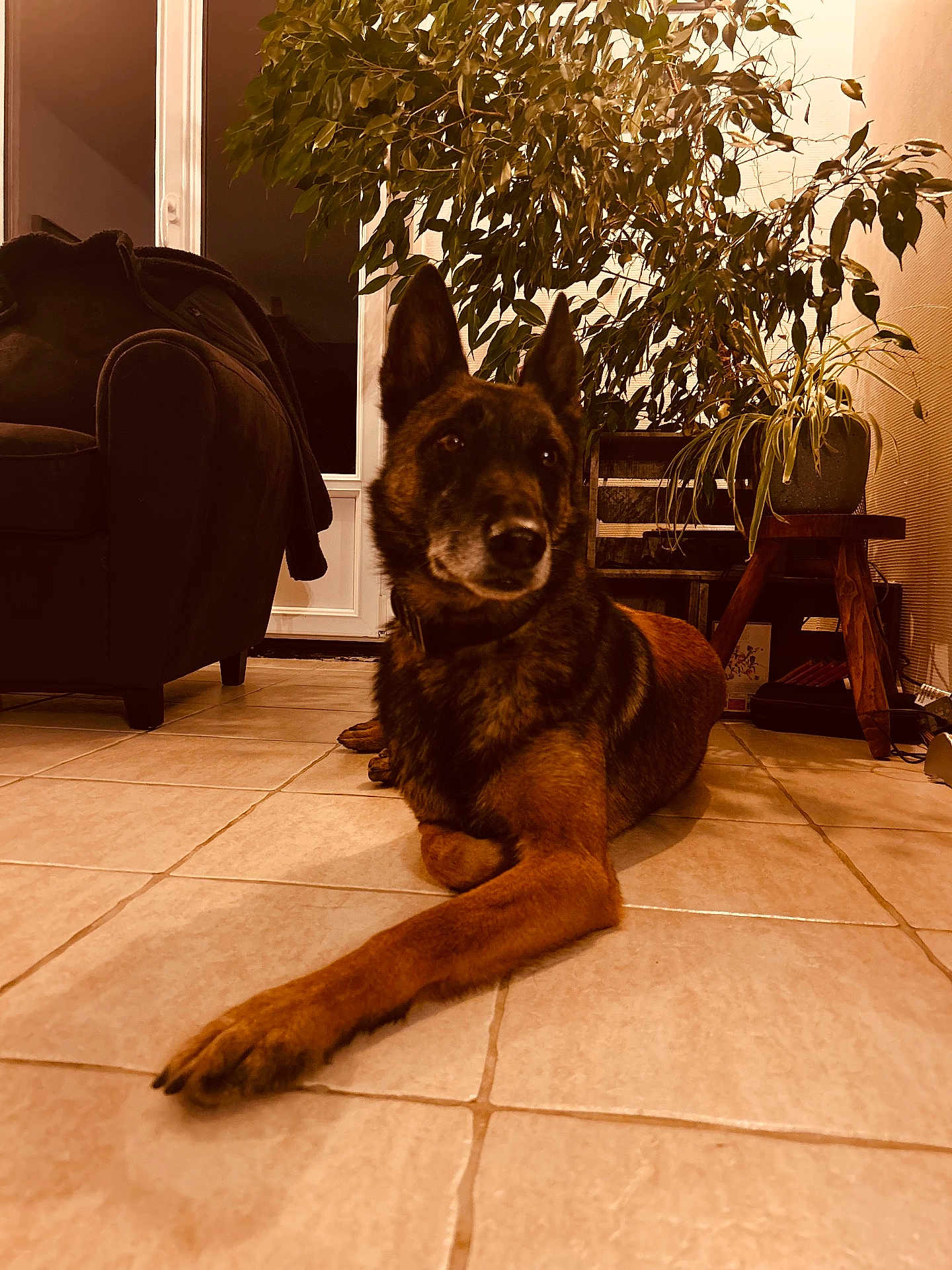 Orion participe au concours pour gagner de l'argent avec cette photo : dog, indoor, tile_floor, plant, armchair, pet, canine, fur, relaxed, paw, ears, living_room, home, furniture, leafy_plant, brown, black, resting, floor, domestic