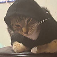 Coco is registered to the contest to win money with this photo: cat, tabby_cat, pet, hoodie, paws, whiskers, feline, indoor, stool, closeup, portrait, cozy, apparel, fur, sleepy, relaxed, blurry, grainy, domestic_cat, cute