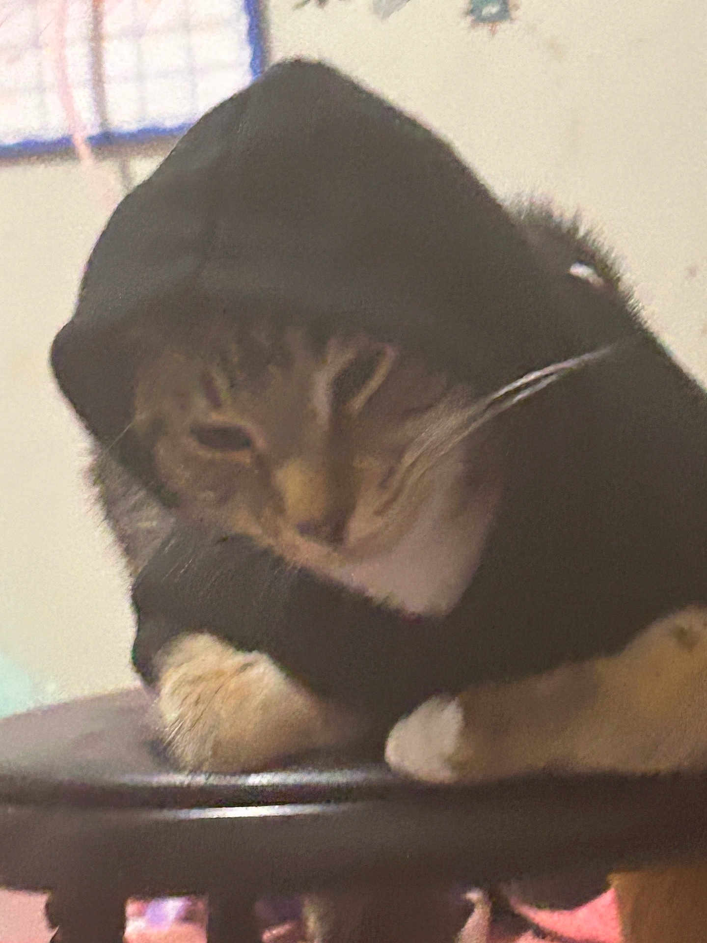 Coco is registered to the contest to win money with this photo: cat, tabby_cat, pet, hoodie, paws, whiskers, feline, indoor, stool, closeup, portrait, cozy, apparel, fur, sleepy, relaxed, blurry, grainy, domestic_cat, cute