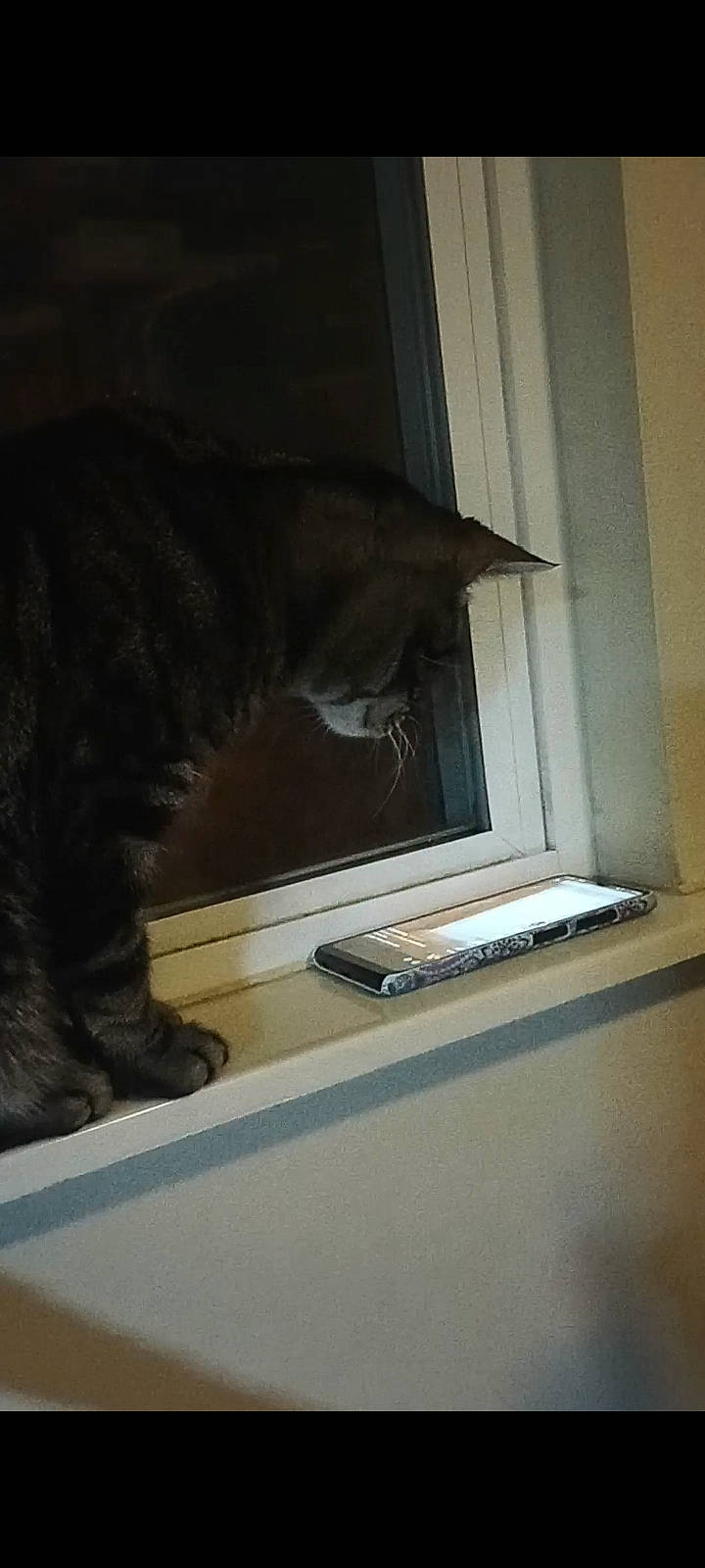 Gizmo joined the competition — help win amazing prizes! carnivore, cat, darkness, display_device, domestic_short_haired_cat, felidae, flooring, fur, hardwood, office_equipment, room, shelf, small_to_medium_sized_cats, tail, tints_and_shades, whiskers, window, wood