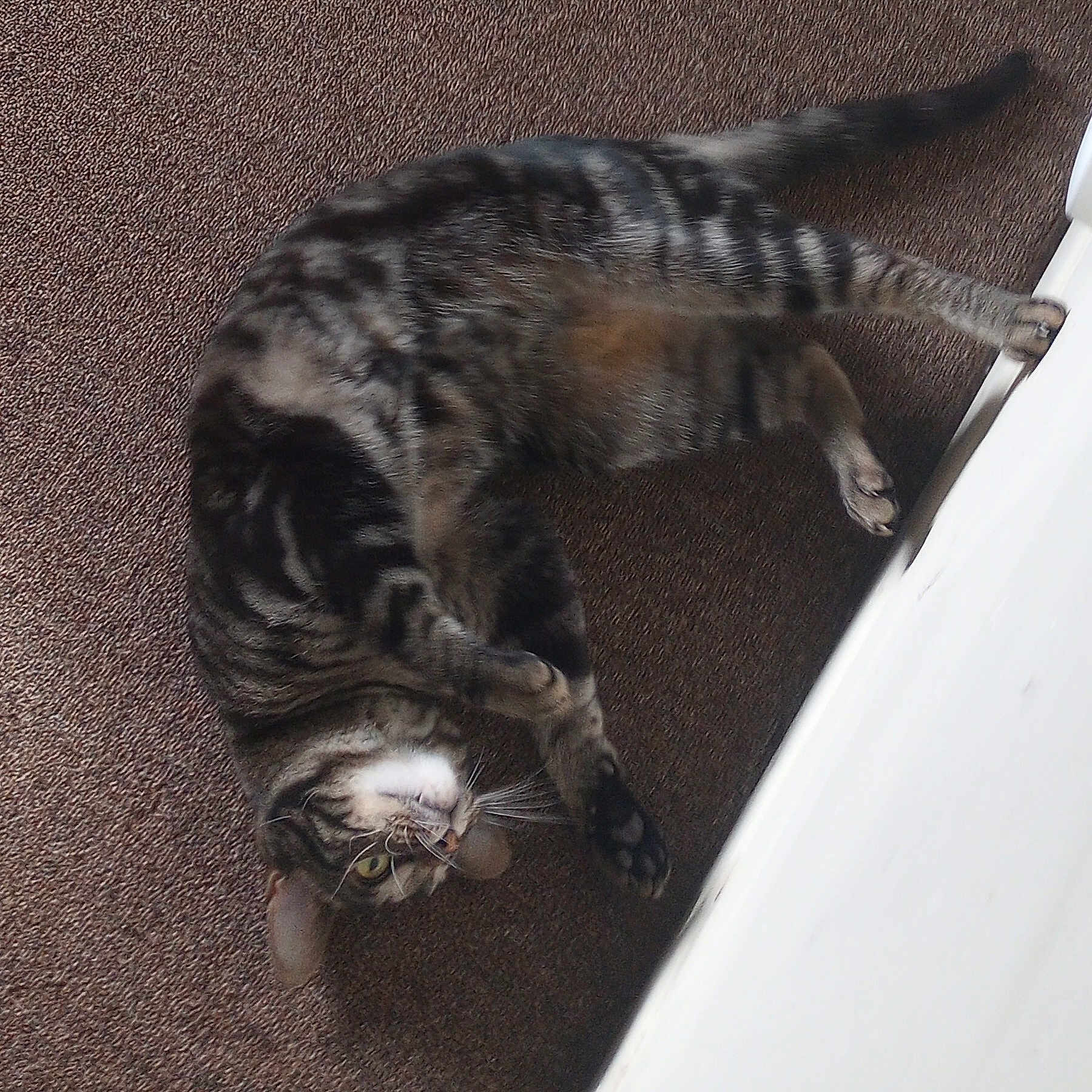 Gizmo