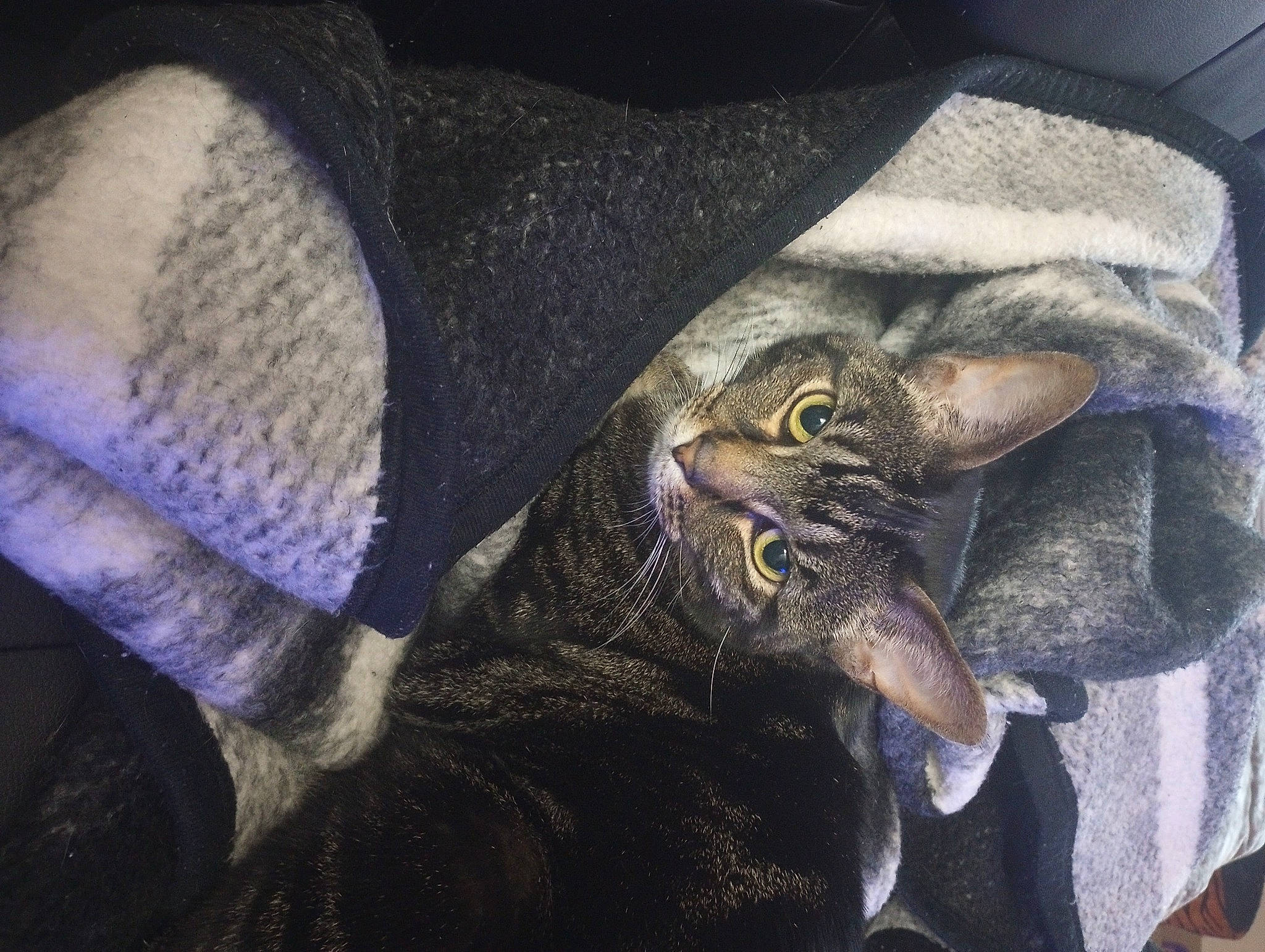 Gizmo is registered to the contest to win money with this photo: bat, carnivore, cat, claw, comfort, domestic_short_haired_cat, electric_blue, fashion_accessory, felidae, fur, hat, linens, metal, organism, personal_protective_equipment, plant, small_to_medium_sized_cats, snout, visual_arts, whiskers