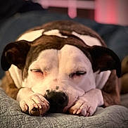 Xena is registered to the contest to win money with this photo: dog, sleeping, resting, paw, closeup, indoor, pet, canine, relaxed, fur, bed, comfort, quiet, animal, cute, cozy, portrait, domestic, napping, calm