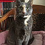animal, cat, close_up, cozy, domestic_cat, dvd_shelf, face, feline, fur, gray_cat, green_eyes, household, indoor, leopard_print_blanket, looking_at_camera, pet, pink_cushion, sitting, whiskers, wooden_chair