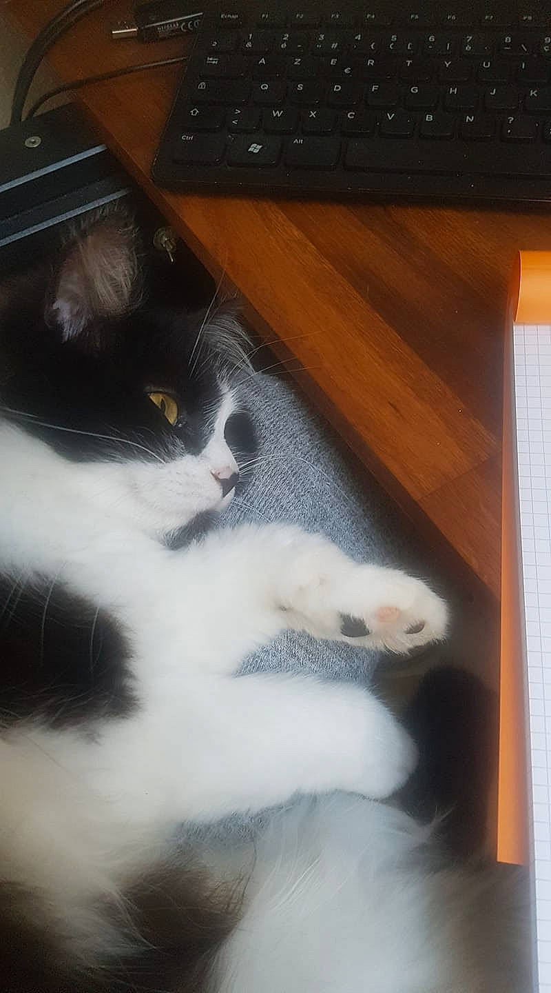 Mishka participe au concours pour gagner de l'argent avec cette photo : carnivore, cat, computer_keyboard, desk, domestic_short_haired_cat, felidae, flooring, hardwood, input_device, office_equipment, office_supplies, peripheral, sky, small_to_medium_sized_cats, snout, space_bar, table, tail, whiskers, wood