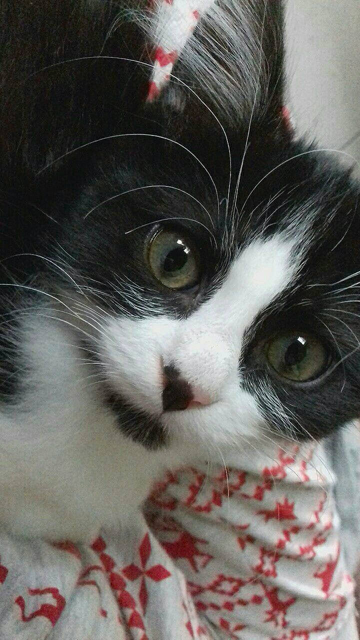 Mishka a rejoint le concours — aidez-le/la à gagner de superbes lots ! carnivore, cat, domestic_short_haired_cat, eye, felidae, fur, iris, pattern, small_to_medium_sized_cats, snout, whiskers, window