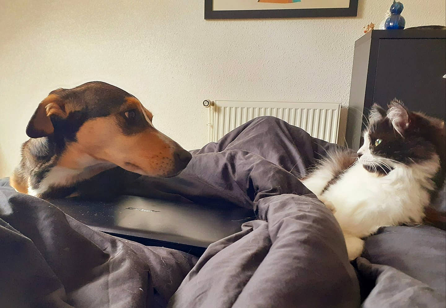 Mishka participe au concours pour gagner de l'argent avec cette photo : canidae, carnivore, cat, comfort, companion_dog, couch, dog, dog_breed, fawn, felidae, fur, lap, picture_frame, scent_hound, sitting, small_to_medium_sized_cats, snout, sporting_group, whiskers, working_animal