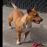 Harley joined the competition — help win amazing prizes! dog, canine, pet, rope_toy, chain_link_fence, concrete, outdoor, brown_coat, white_chest, perked_ears, tongue_out, standing, paws, shadow, side_view, playful, backyard, toy, daylight, close_up
