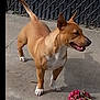 dog, canine, pet, rope_toy, chain_link_fence, concrete, outdoor, brown_coat, white_chest, perked_ears, tongue_out, standing, paws, shadow, side_view, playful, backyard, toy, daylight, close_up