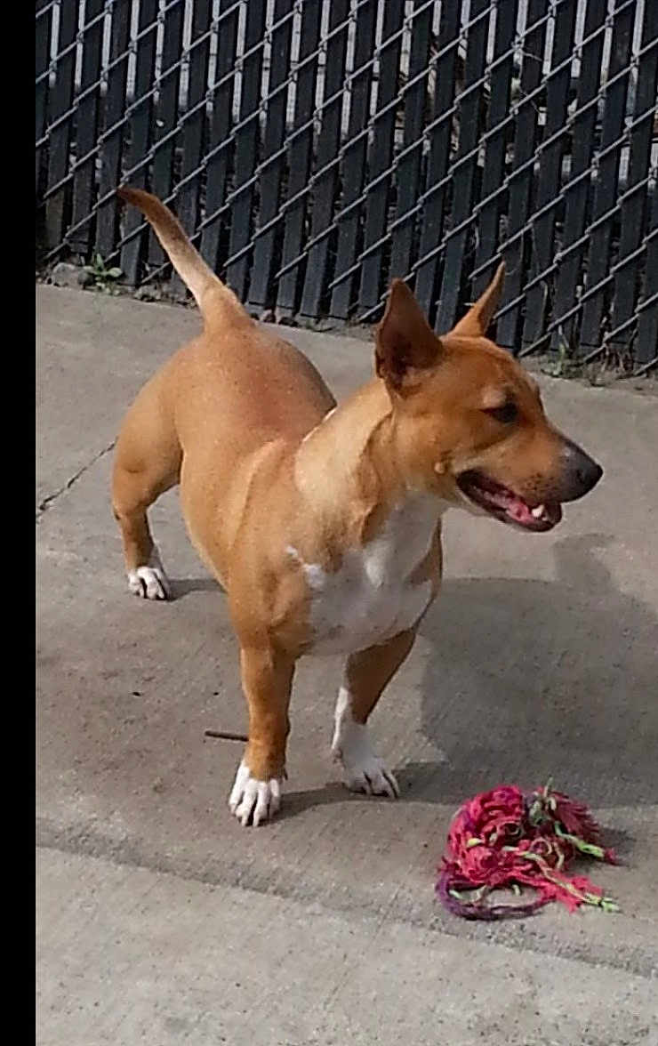 Harley joined the competition — help win amazing prizes! dog, canine, pet, rope_toy, chain_link_fence, concrete, outdoor, brown_coat, white_chest, perked_ears, tongue_out, standing, paws, shadow, side_view, playful, backyard, toy, daylight, close_up