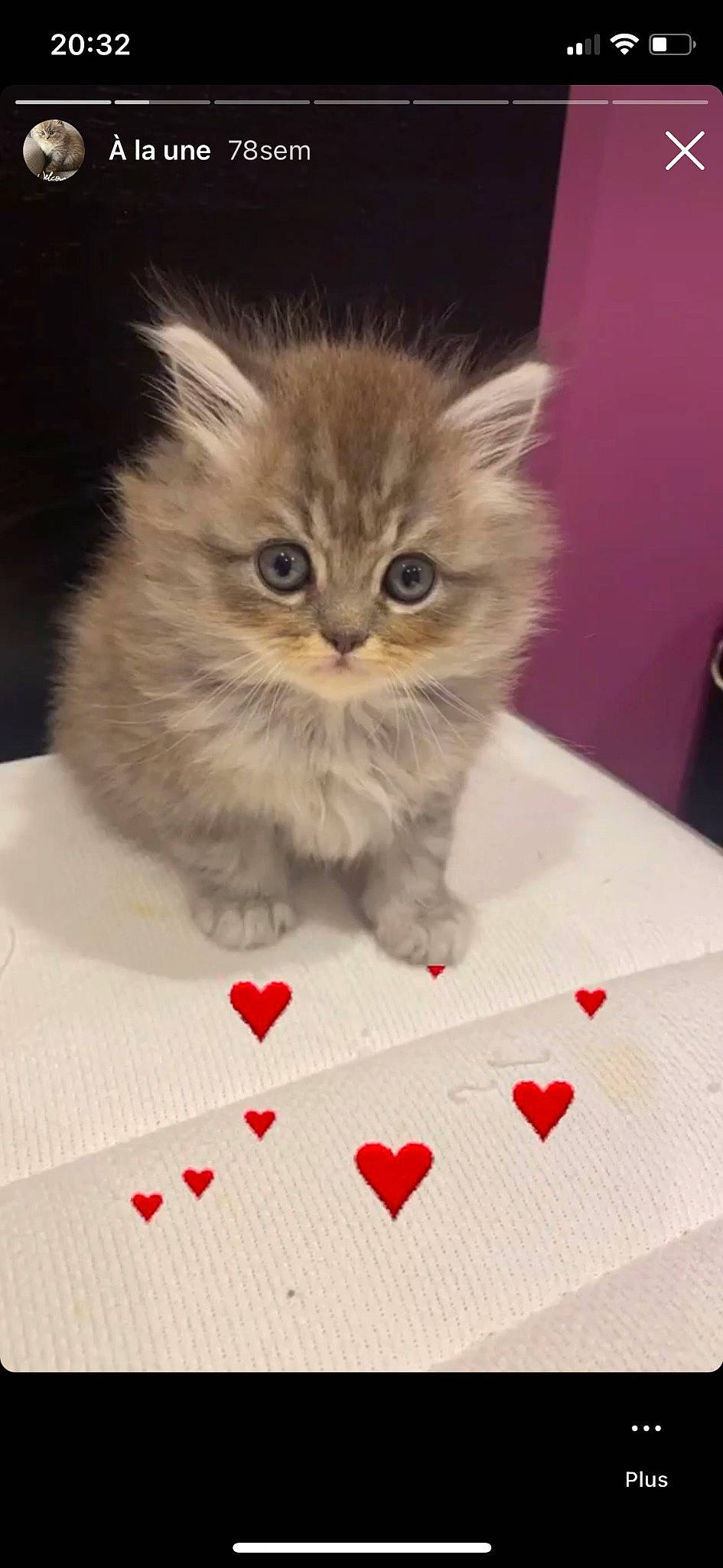 Noisette a rejoint le concours — aidez-le/la à gagner de superbes lots ! art, box, carmine, carnivore, cat, domestic_short_haired_cat, fawn, felidae, fur, paper_product, pattern, paw, pet_supply, photo_caption, rectangle, small_to_medium_sized_cats, snout, tail, terrestrial_animal, whiskers