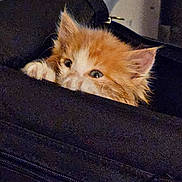 Georgie joined the competition — help win amazing prizes! animal, bag, cat, closeup, curious, cute, ears, eyes, fabric, fluffy, indoor, kitten, orange_cat, paws, peeking, pet, small, white_cat, young, zipper