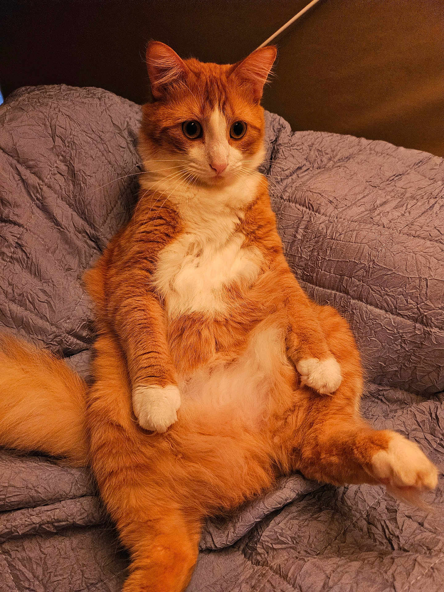 Georgie
