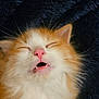 Georgie is registered to the contest to win money with this photo: adorable, animal, cat, close_up, cozy, cute, domestic_cat, face, fluffy, fur, kitten, mouth_open, orange_and_white, pet, pink_nose, resting, sleeping, soft_texture, whiskers, young_cat