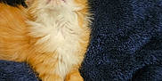 Georgie joined the competition — help win amazing prizes! adorable, animal, blanket, cat, closeup, cute, domestic_cat, feline, fluffy, indoor, kitten, orange_cat, paws, pet, relaxed, resting, sleeping, soft_texture, white_fur, young_cat