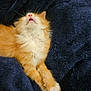 adorable, animal, blanket, cat, closeup, cute, domestic_cat, feline, fluffy, indoor, kitten, orange_cat, paws, pet, relaxed, resting, sleeping, soft_texture, white_fur, young_cat