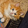 Georgie is registered to the contest to win money with this photo: animal, carpet, cat, curious, cute, domestic_animal, floor, fluffy, indoor, kitten, lying_down, orange_cat, pet, playful, shoe, small_animal, sneaker, vent, white_cat, young_cat